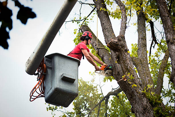 Best Fruit Tree Pruning  in Mattituck, NY